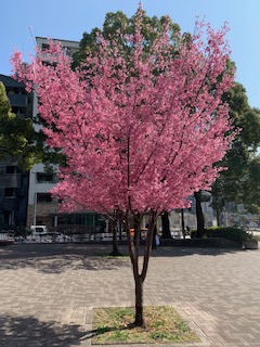 ハウスリノベーション桜