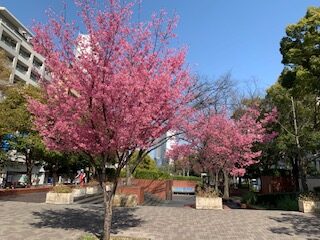 ハウスリノベーション桜